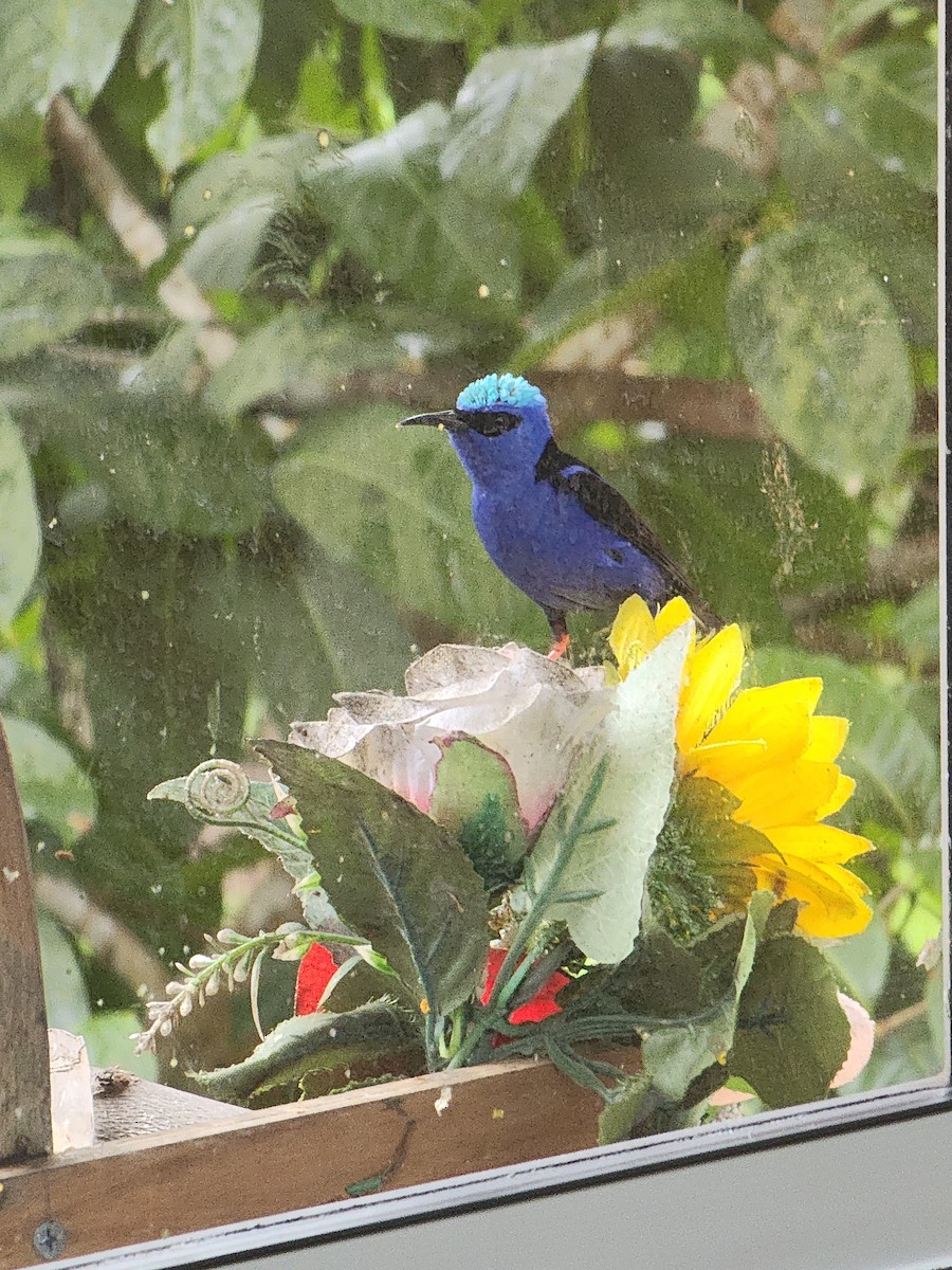 Red-legged Honeycreeper - ML626235718