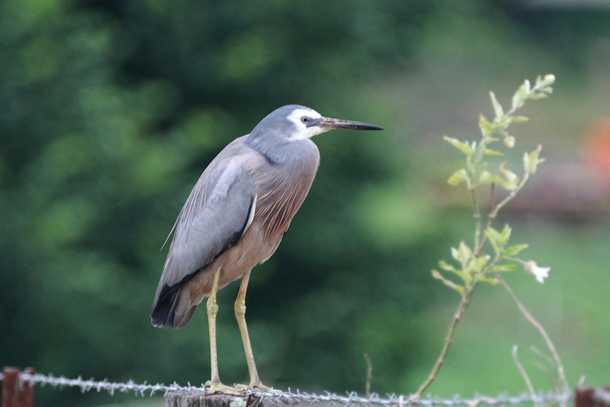 hvitmaskehegre - ML626235757