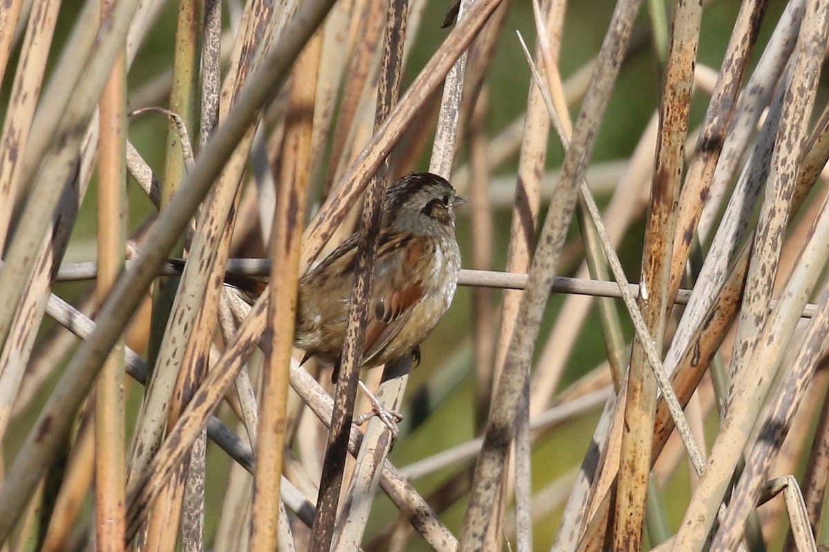 Swamp Sparrow - ML626235768