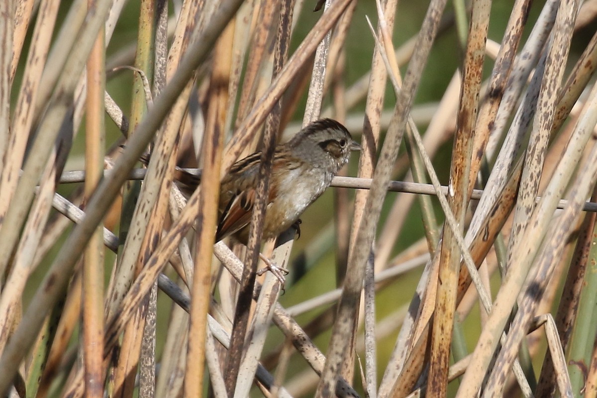 Swamp Sparrow - ML626235769