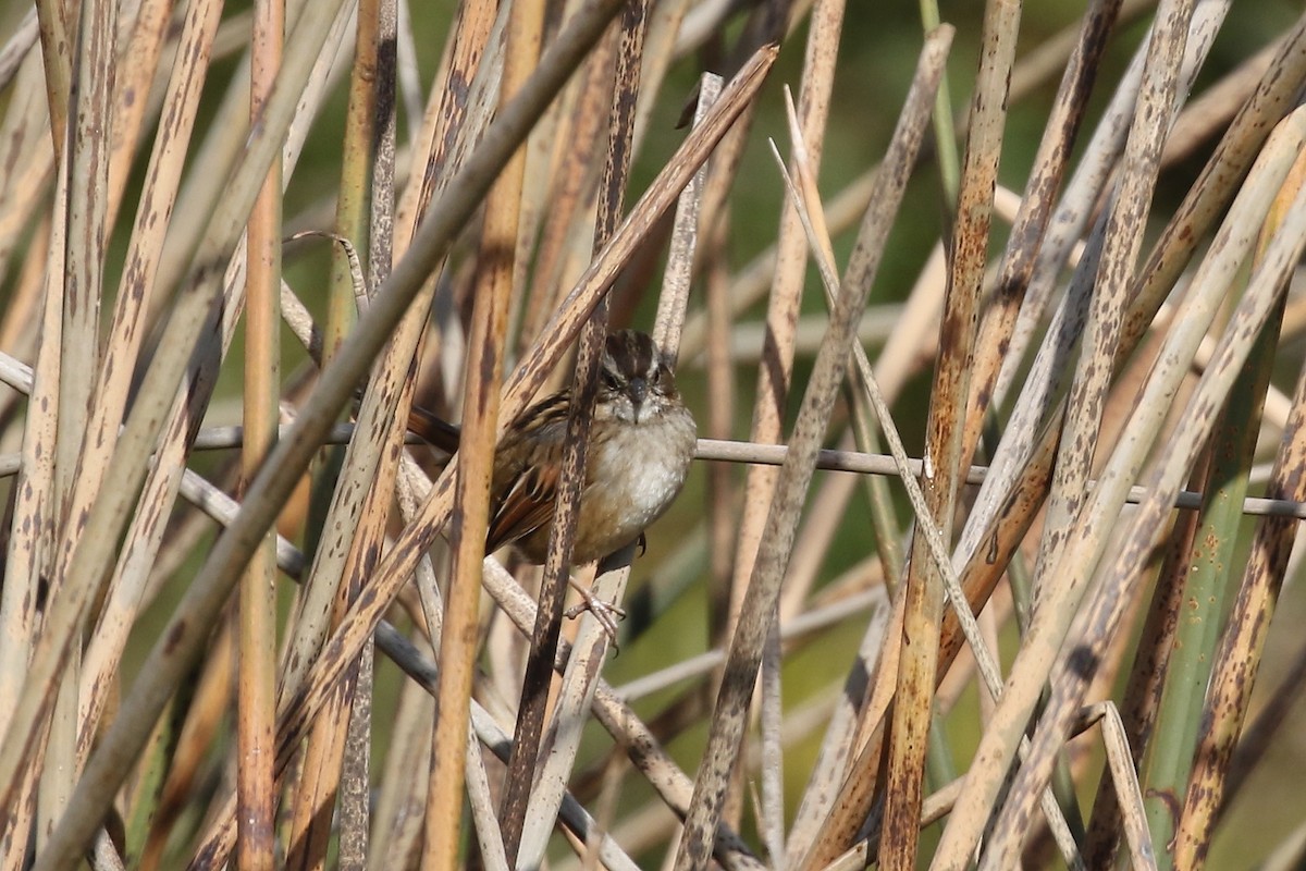 Swamp Sparrow - ML626235770