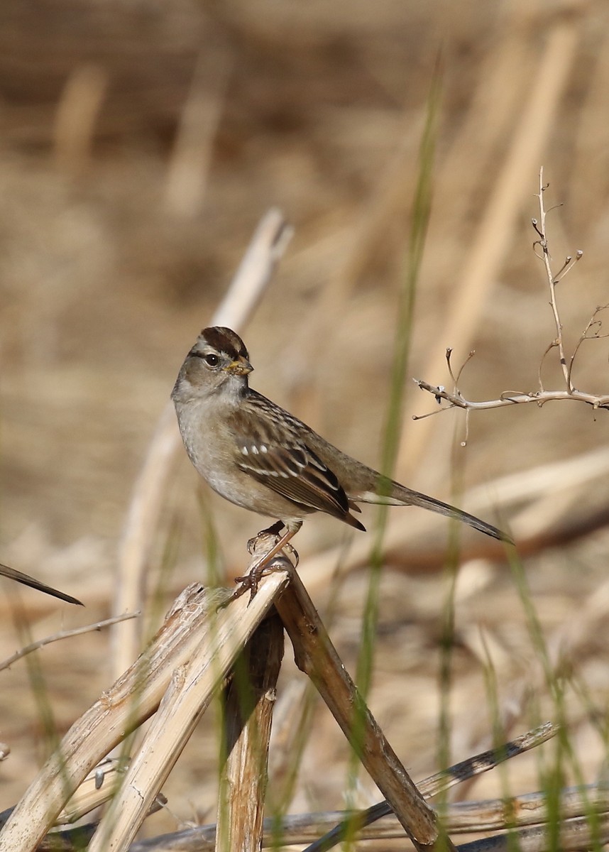 White-crowned Sparrow (pugetensis) - ML626235772