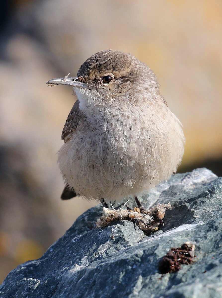 Rock Wren - ML626235776