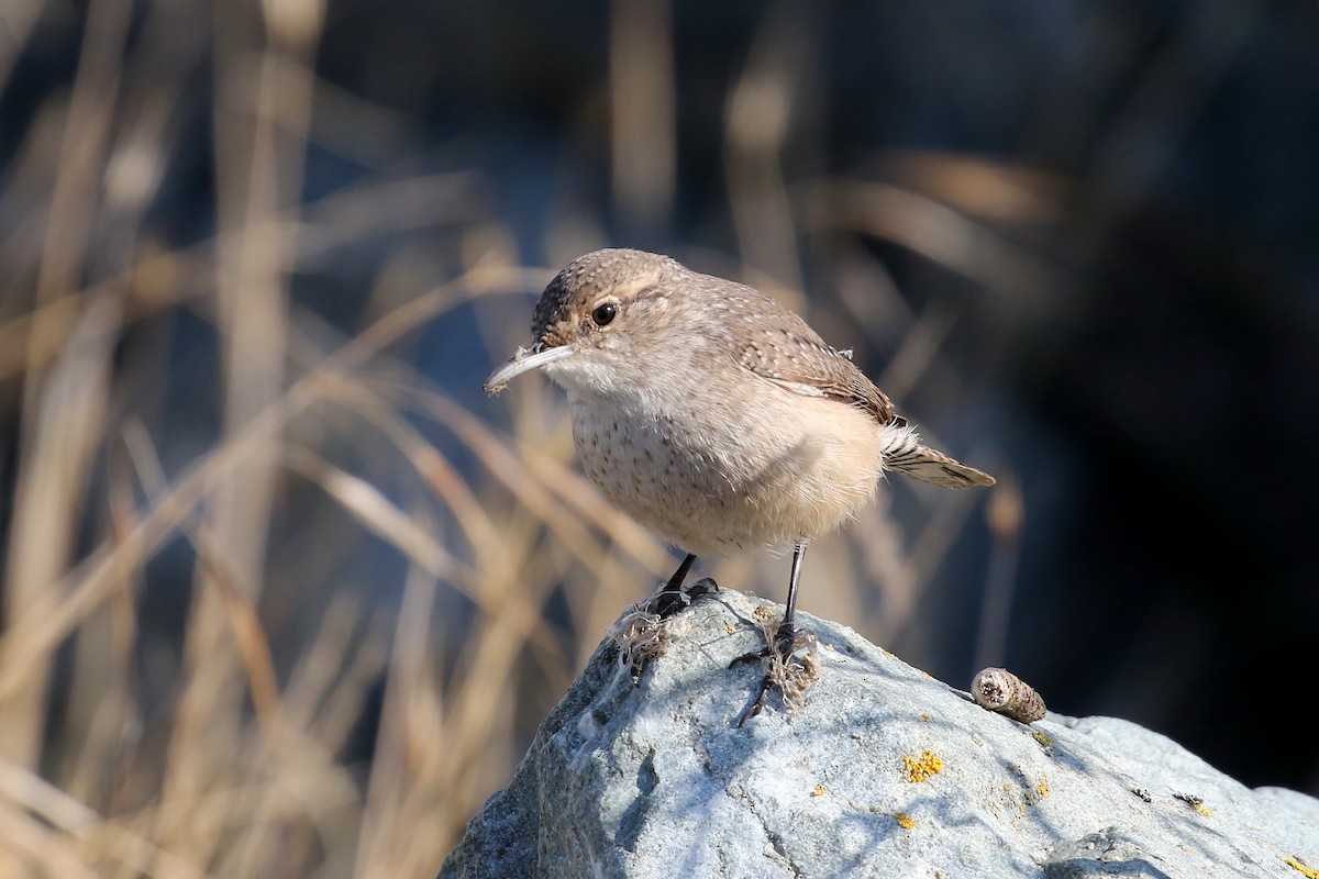 Rock Wren - ML626235777