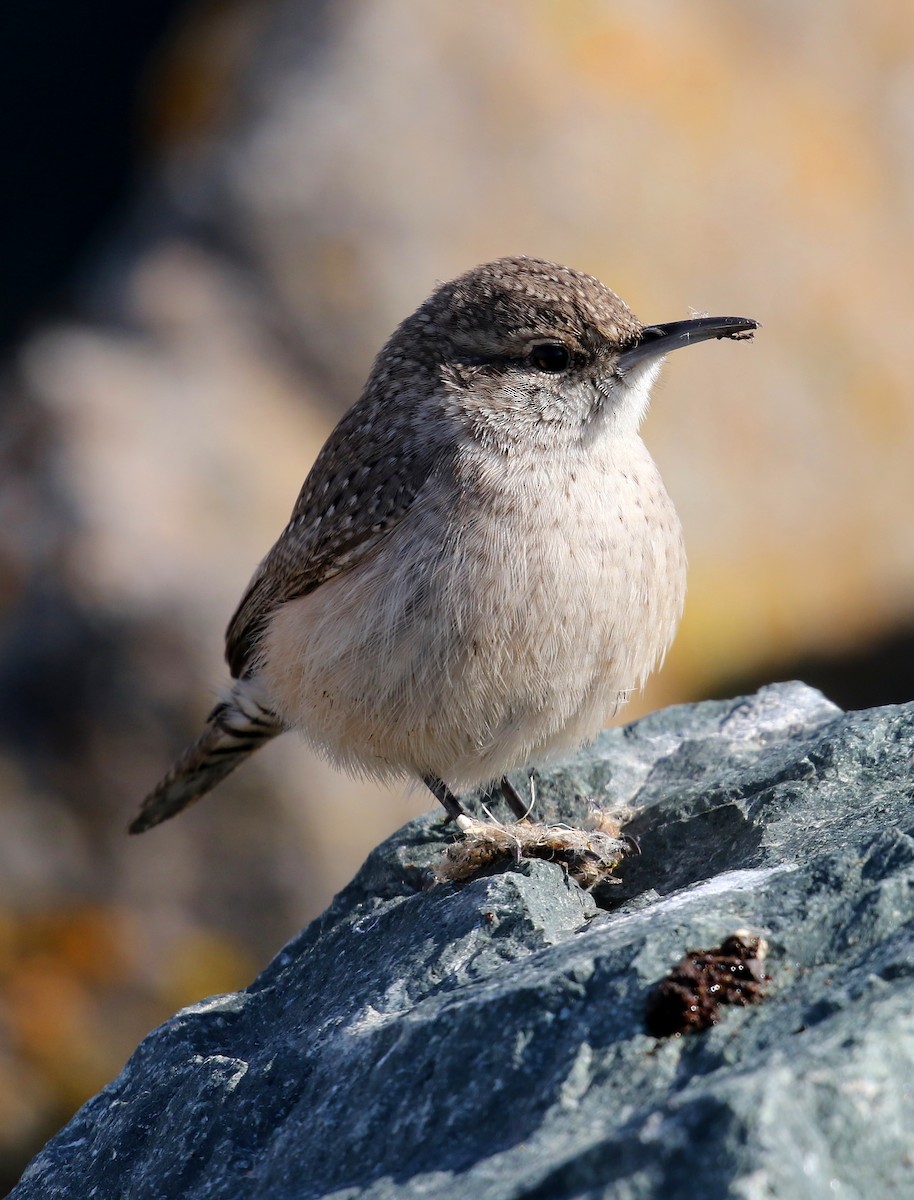 Rock Wren - ML626235778