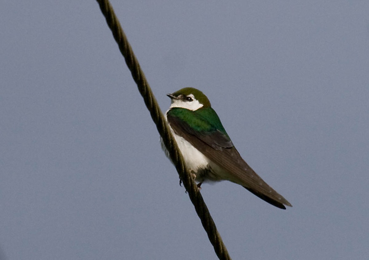 Violet-green Swallow - ML626235902