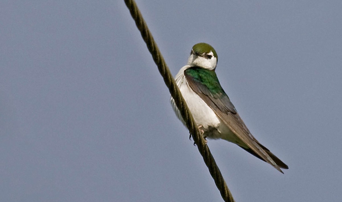Violet-green Swallow - ML626235903