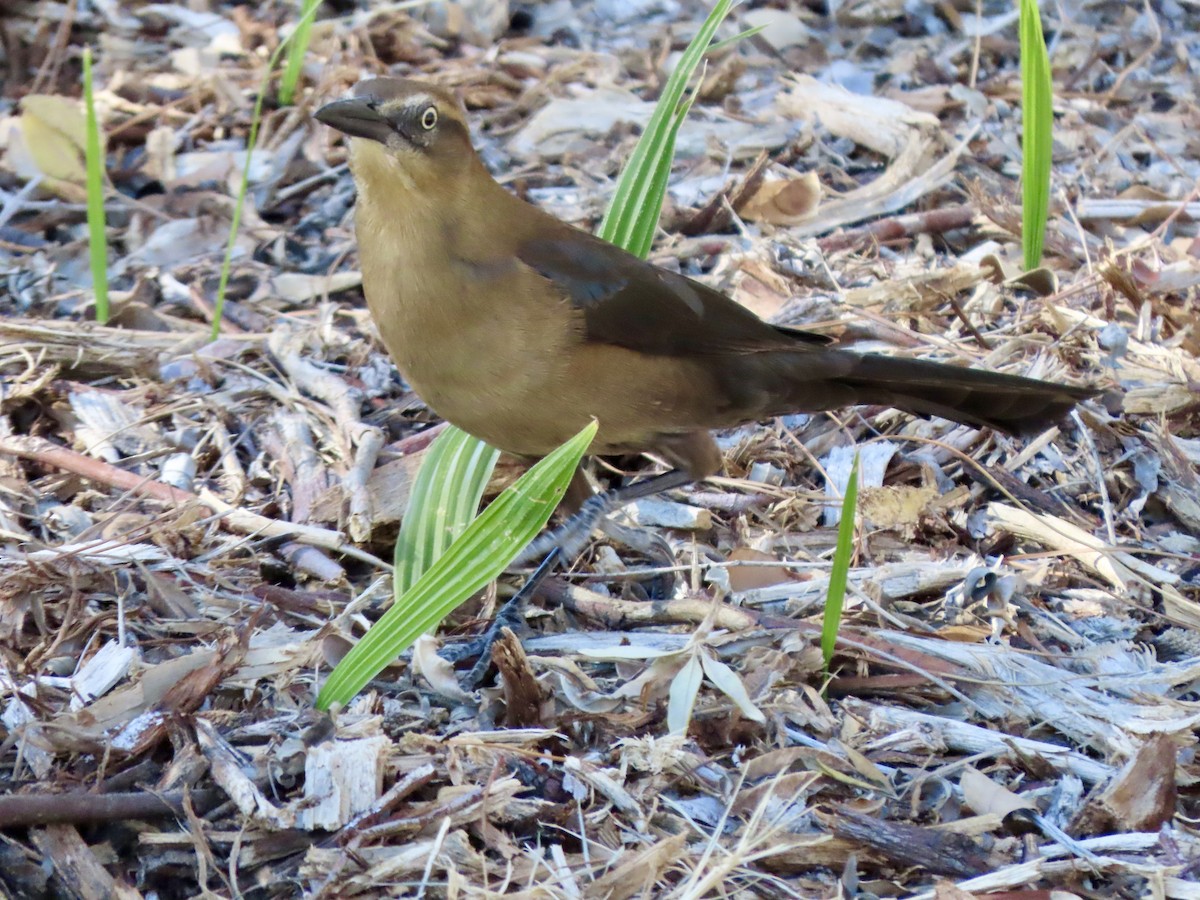 Great-tailed Grackle - ML626235941