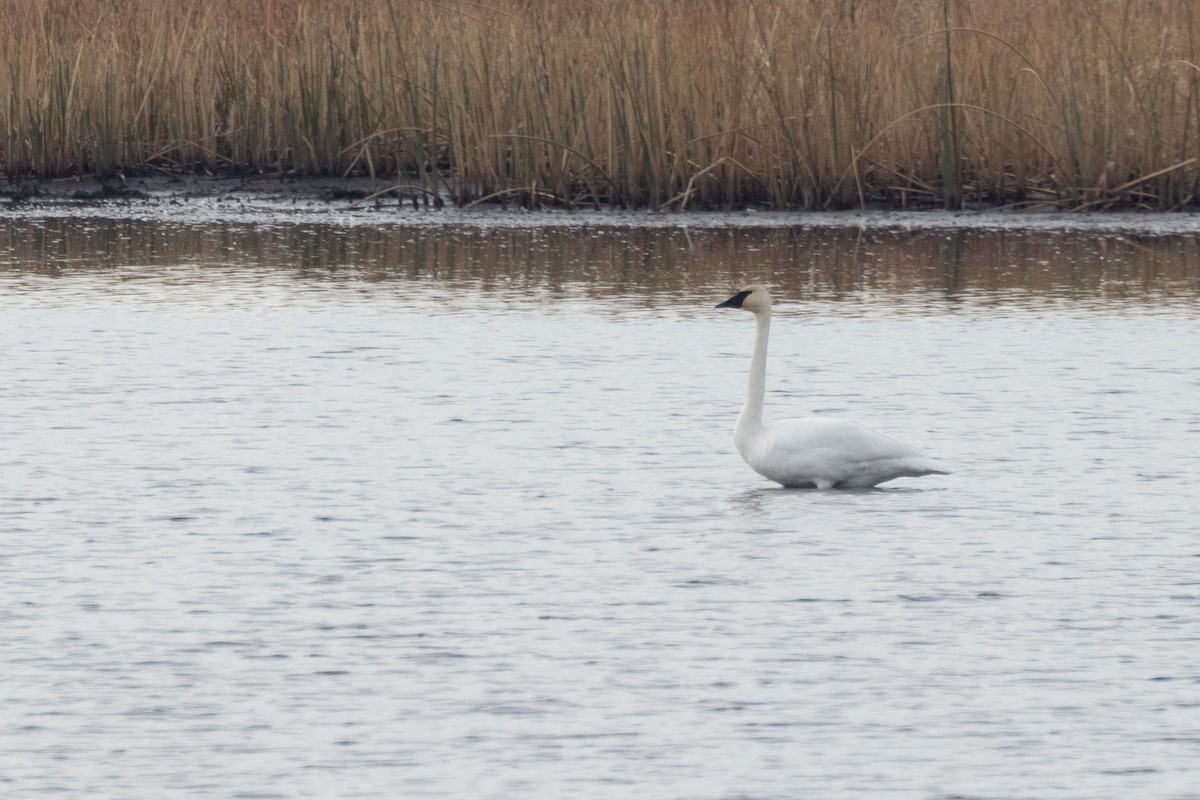 ברבור אמריקני - ML626236028