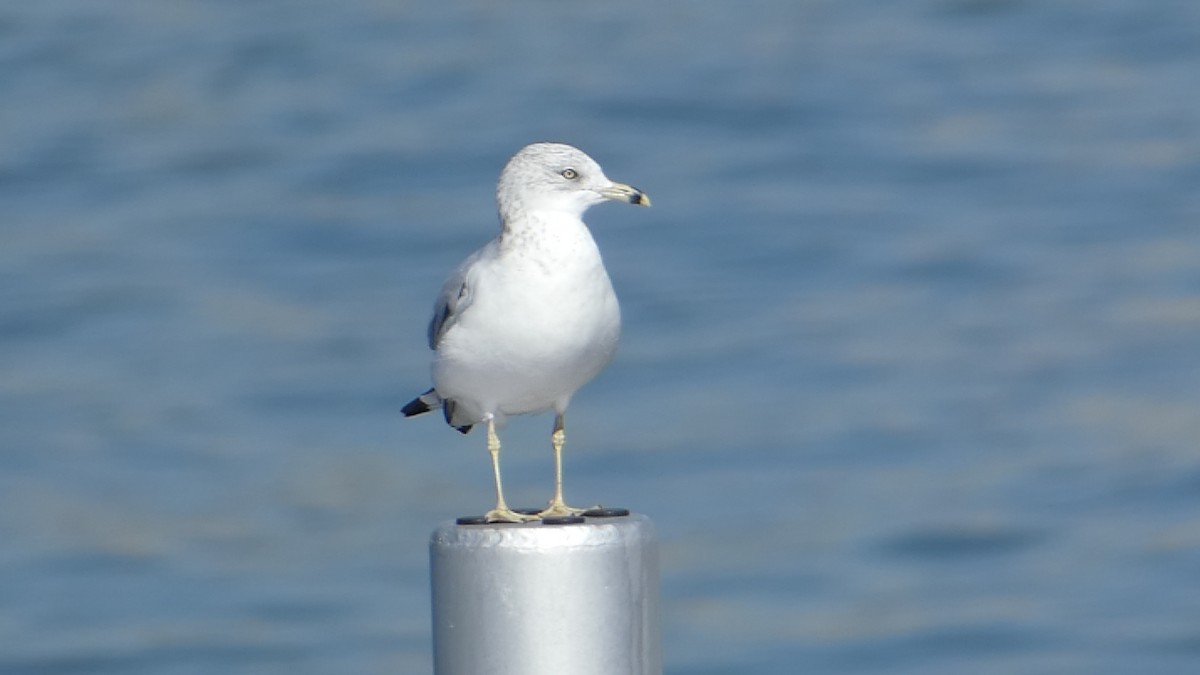 Ring-billed Gull - ML626236126