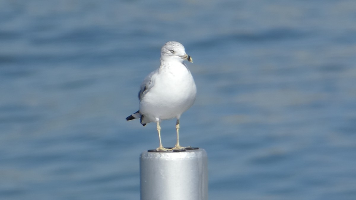 Ring-billed Gull - ML626236127