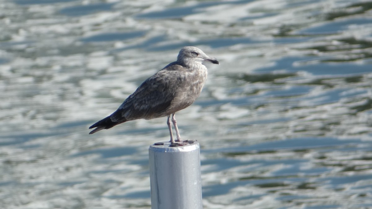 American Herring Gull - ML626236139