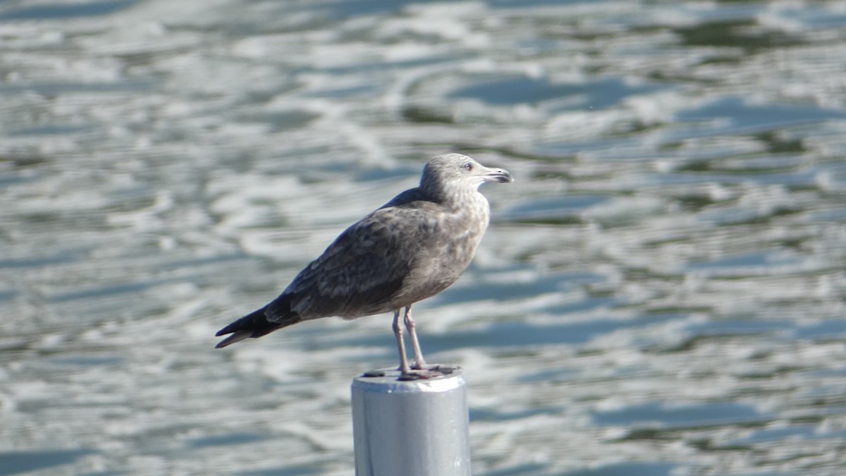 American Herring Gull - ML626236140