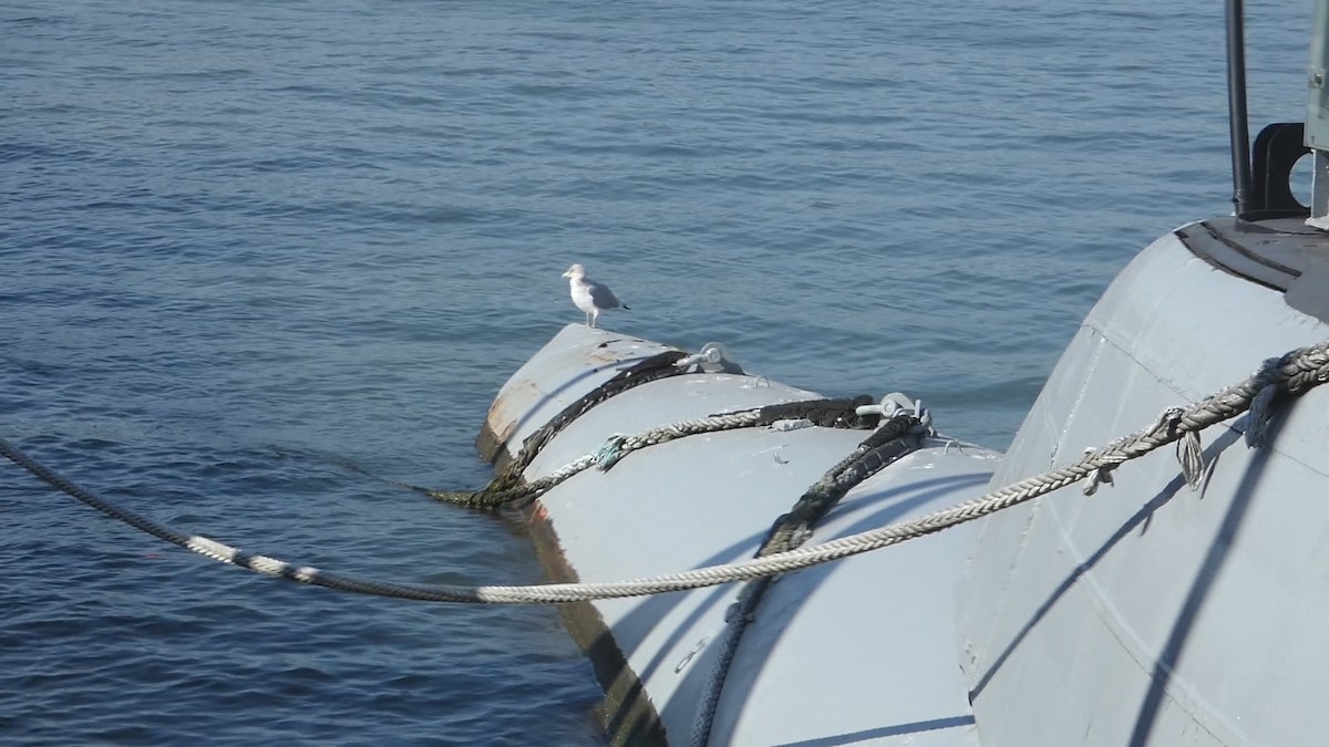 American Herring Gull - ML626236141