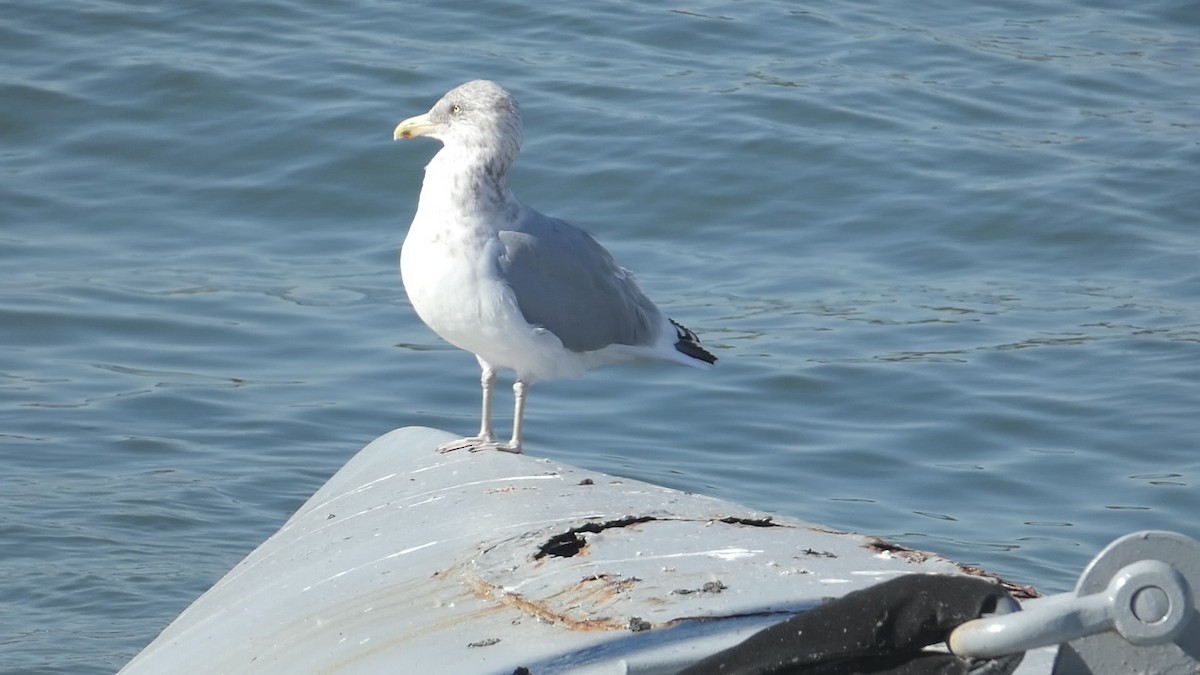 American Herring Gull - ML626236142