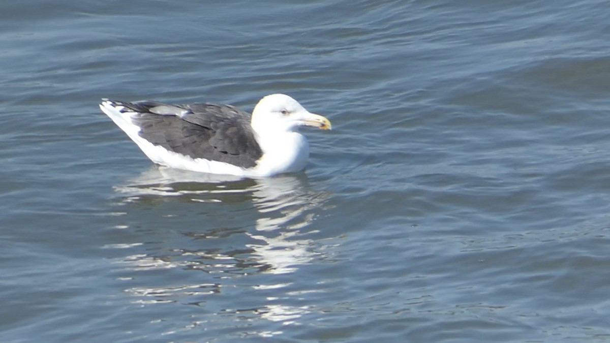 Great Black-backed Gull - ML626236162