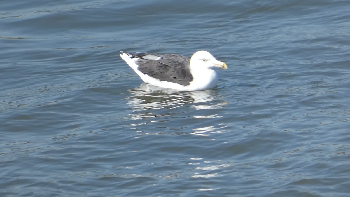 Great Black-backed Gull - ML626236163