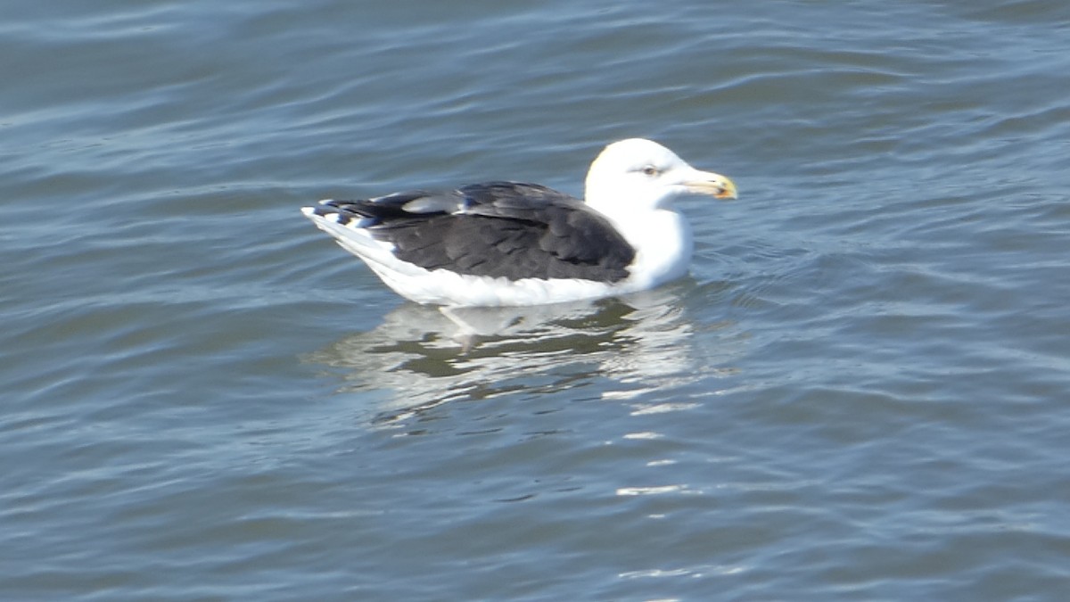 Great Black-backed Gull - ML626236164
