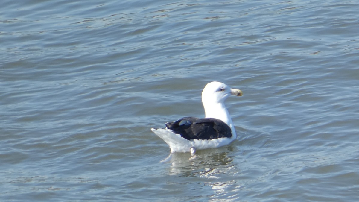 Great Black-backed Gull - ML626236165