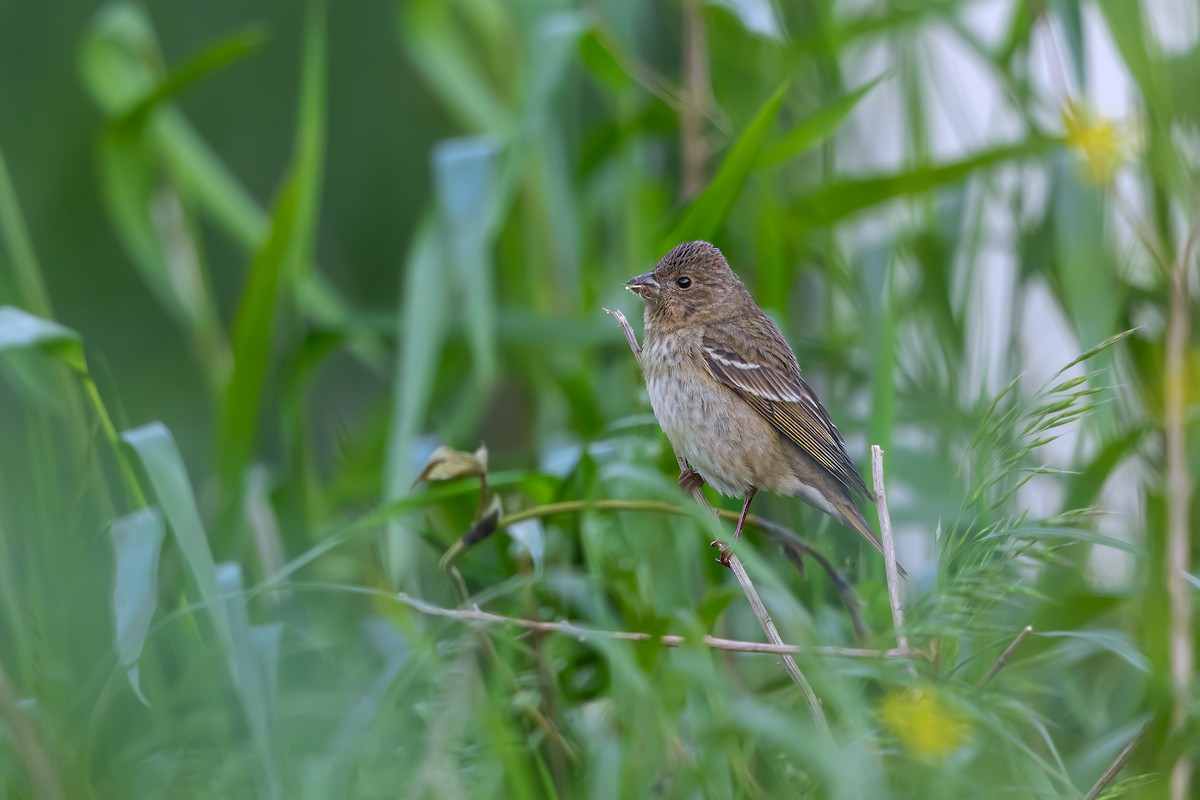 Common Rosefinch - ML626236176