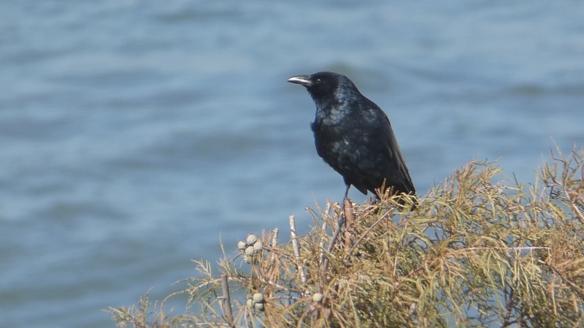 Fish Crow - ML626236180