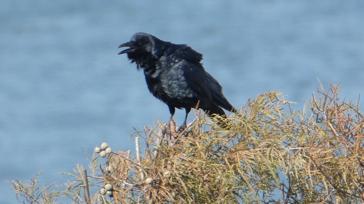 Fish Crow - ML626236181