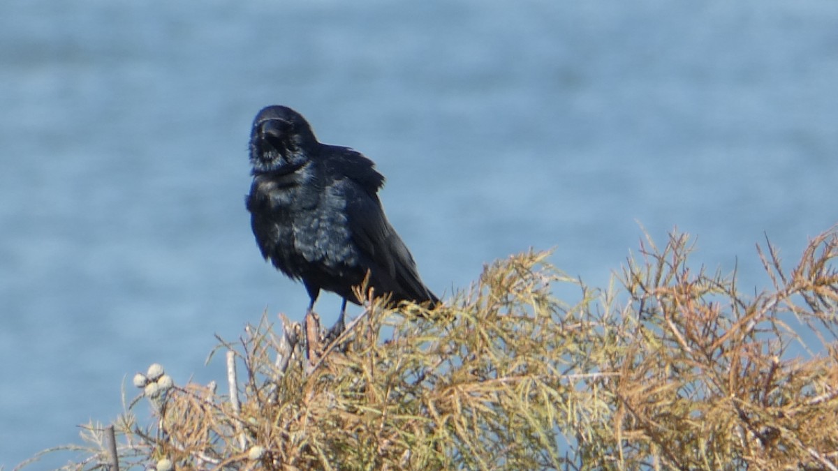 Fish Crow - ML626236182