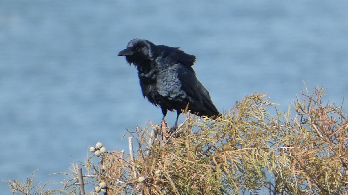 Fish Crow - ML626236183
