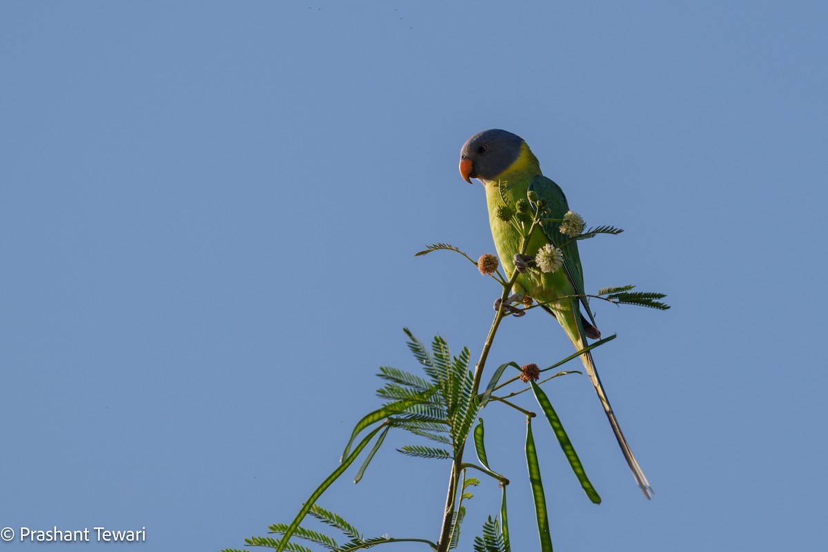 Plum-headed Parakeet - ML626236204