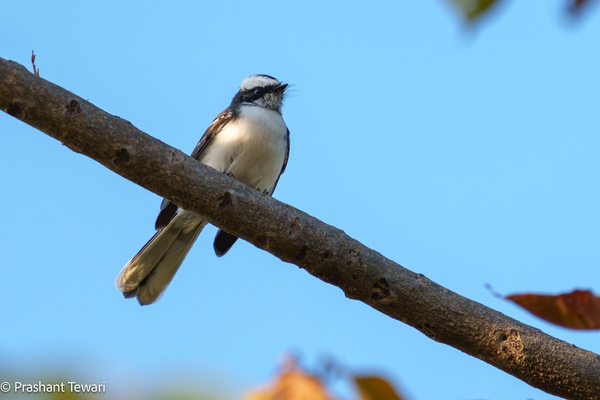 White-browed Fantail - ML626236220