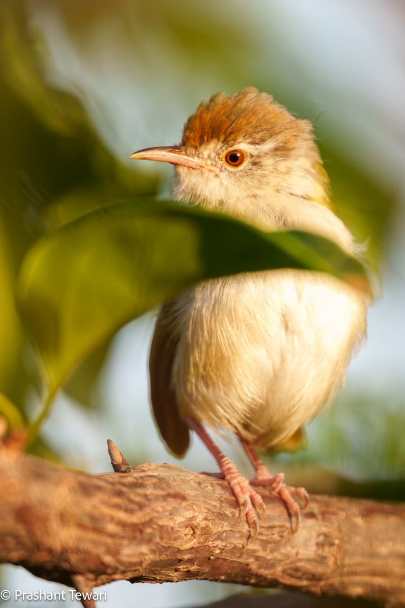 Common Tailorbird - ML626236253