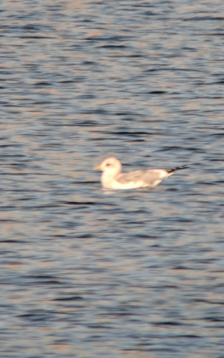 Short-billed Gull - ML626236258