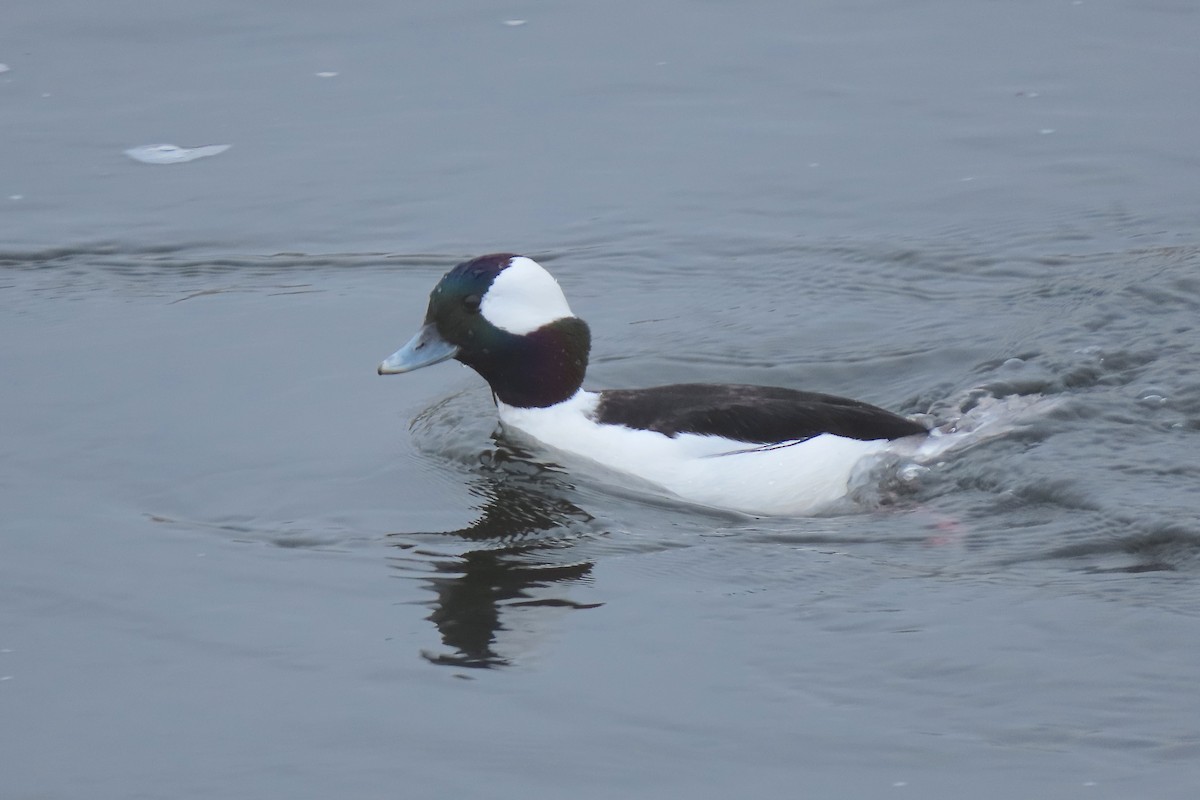 Bufflehead - ML626236262