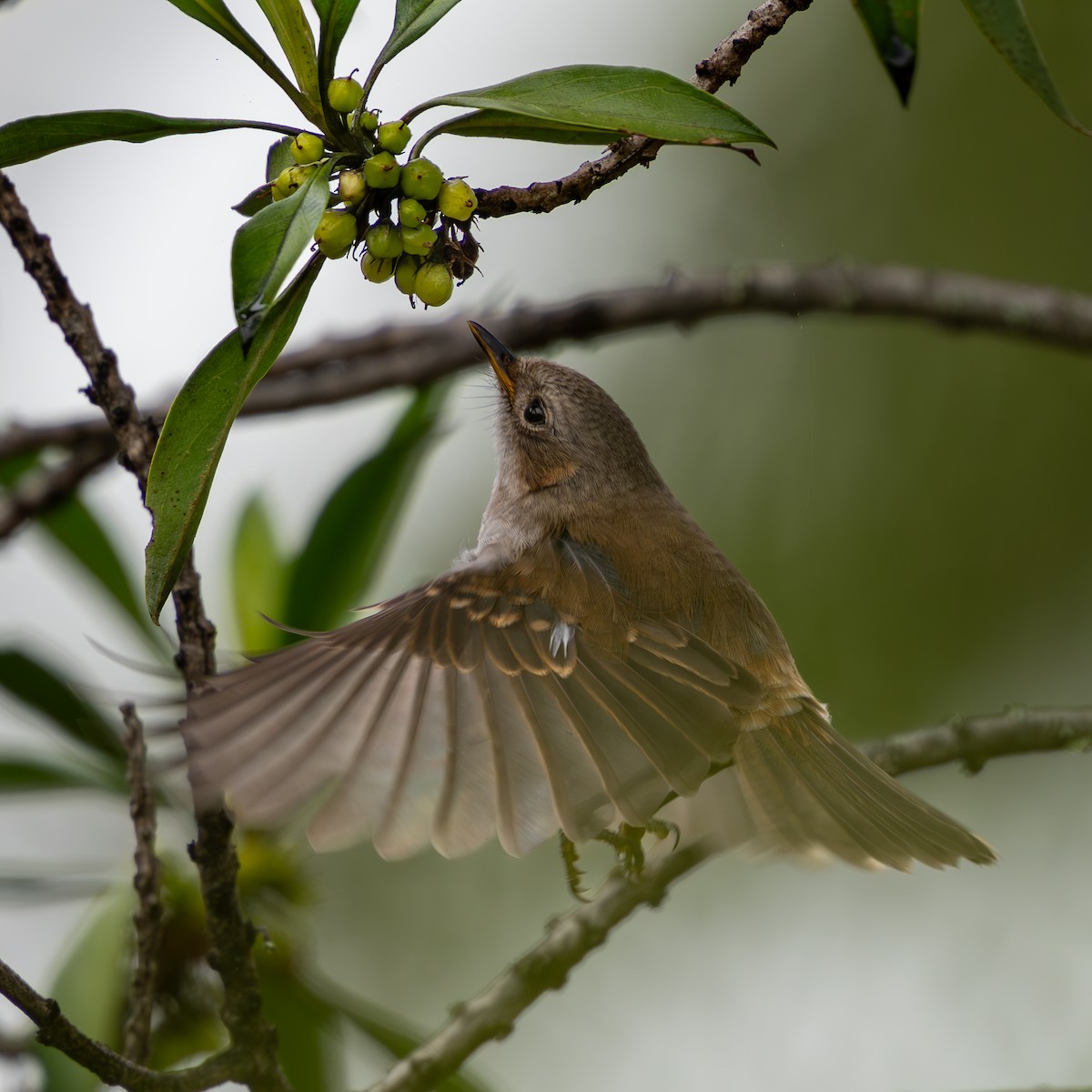 Hawaii Elepaio - ML626236263