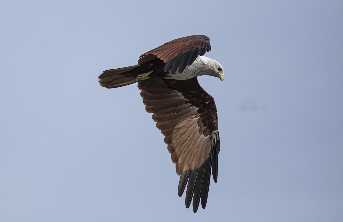 Brahminy Kite - ML626236278