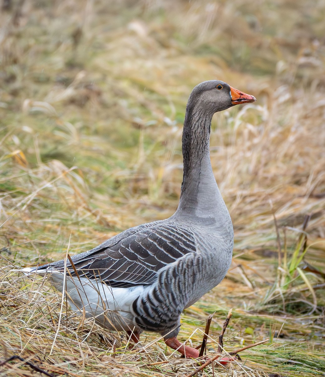 Graylag Goose - ML626236319