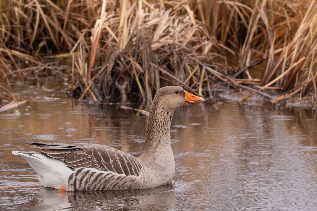 Graylag Goose - ML626236320