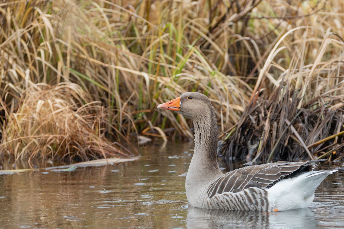 Graylag Goose - ML626236321