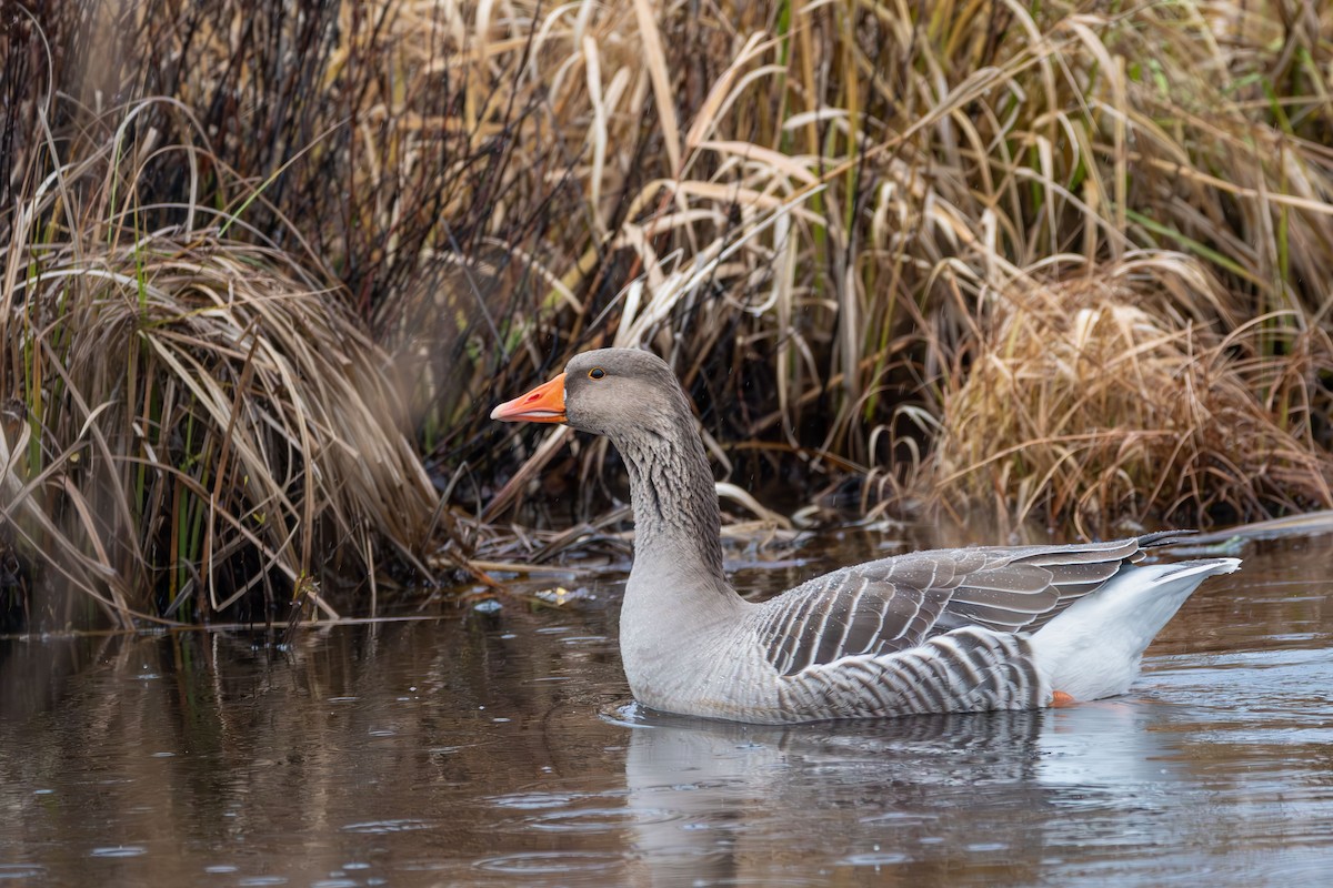 Graylag Goose - ML626236322
