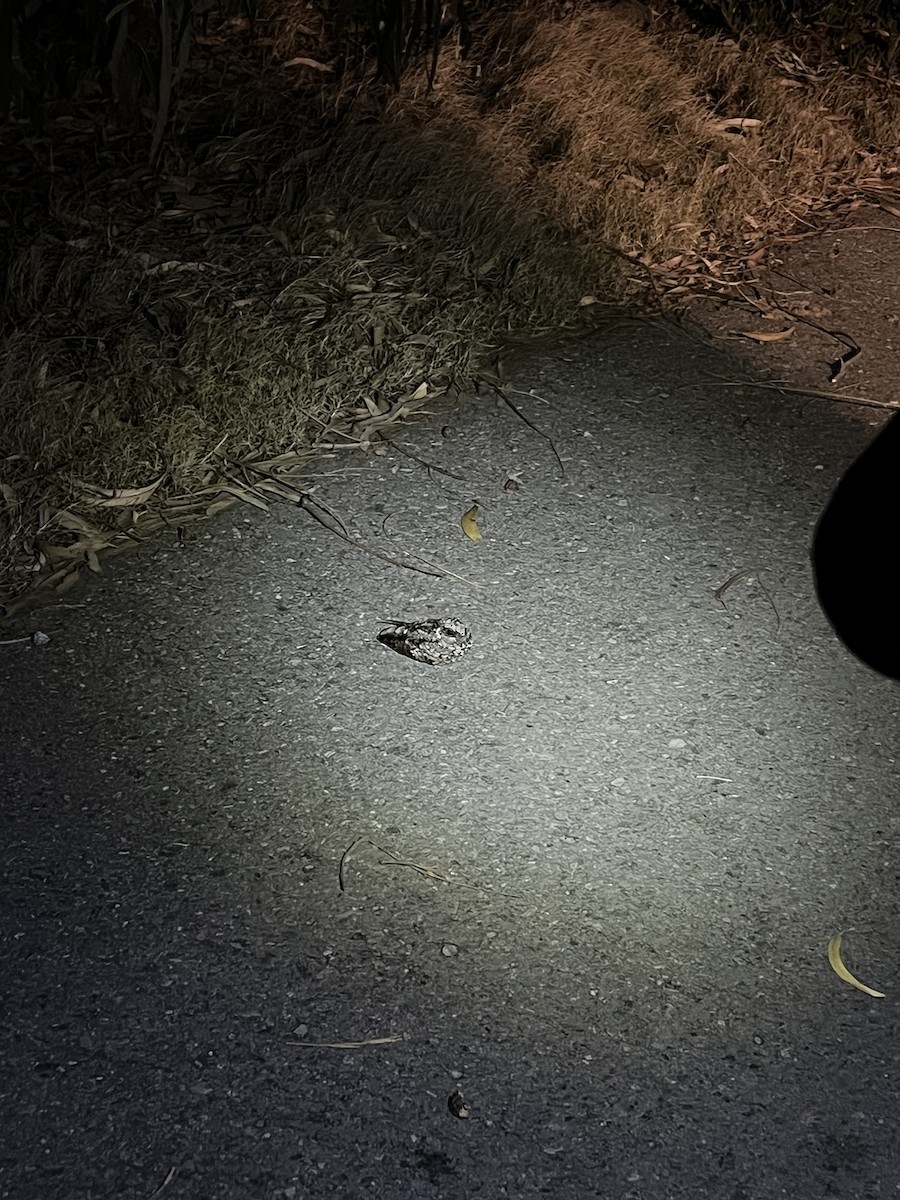 Common Poorwill - ML626236342