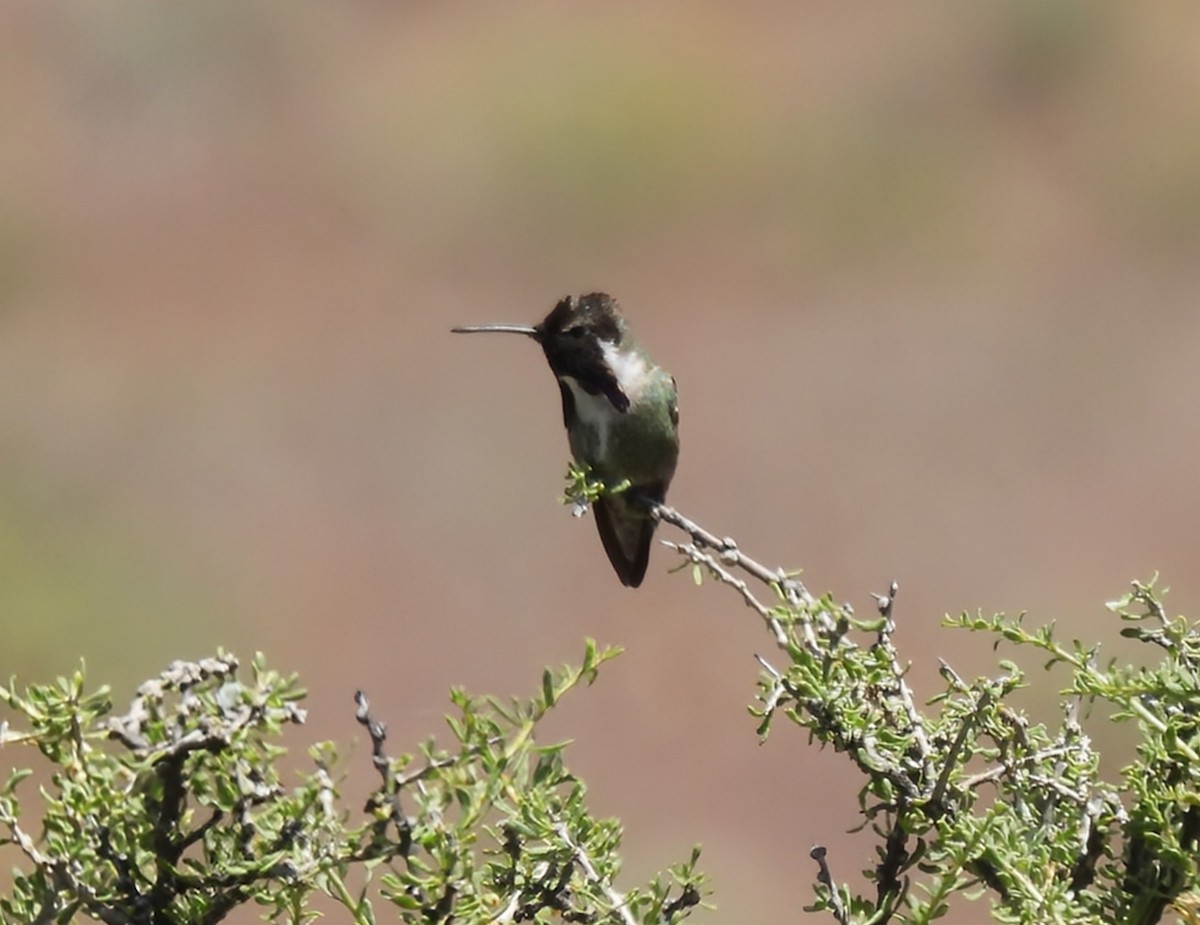Costa's Hummingbird - ML626236366