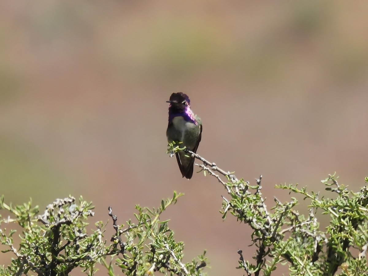 Costa's Hummingbird - ML626236367