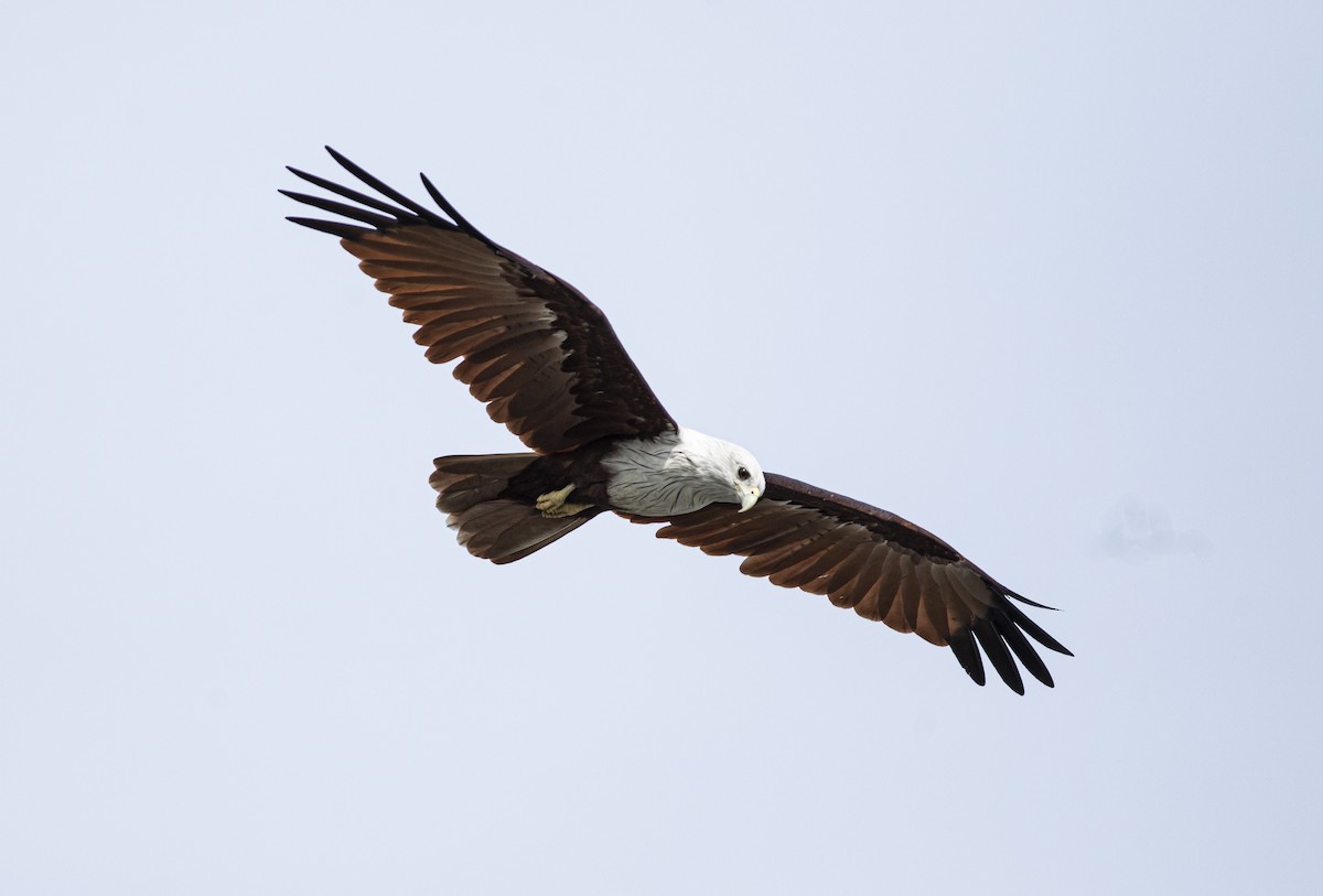 Brahminy Kite - ML626236379