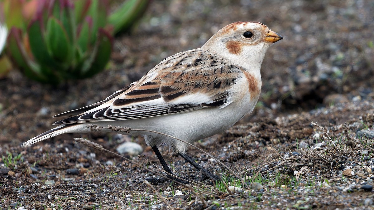 Snow Bunting - Aidan Brubaker