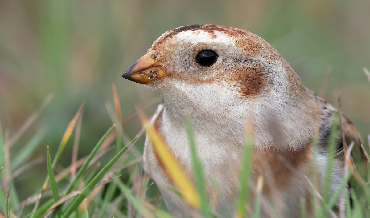Snow Bunting - Aidan Brubaker