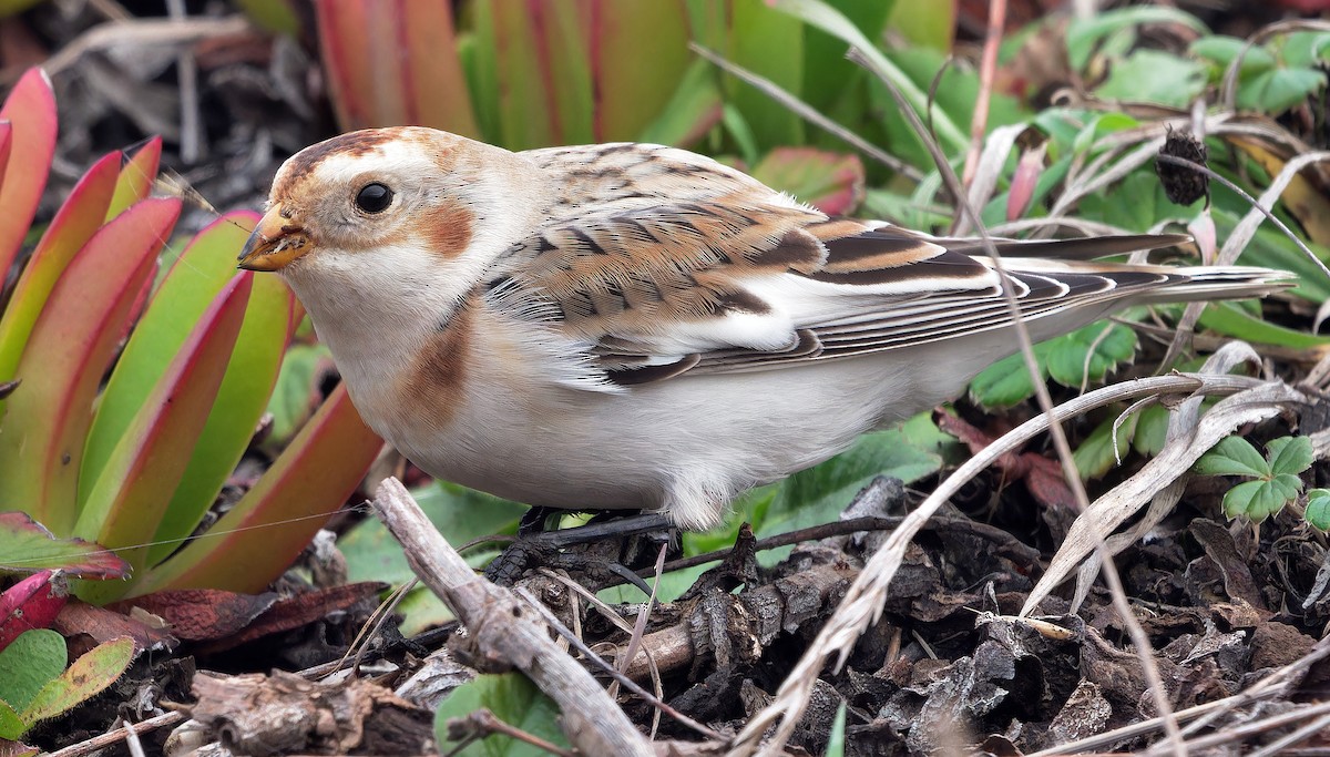 Snow Bunting - Aidan Brubaker