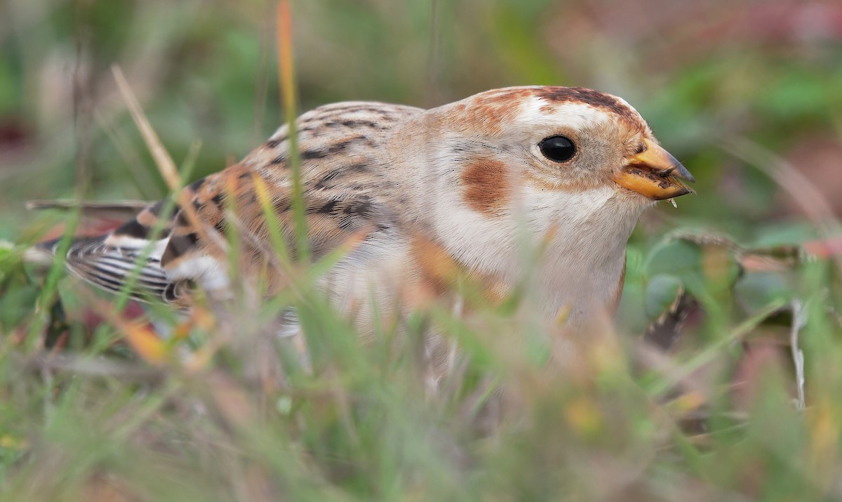 Snow Bunting - Aidan Brubaker