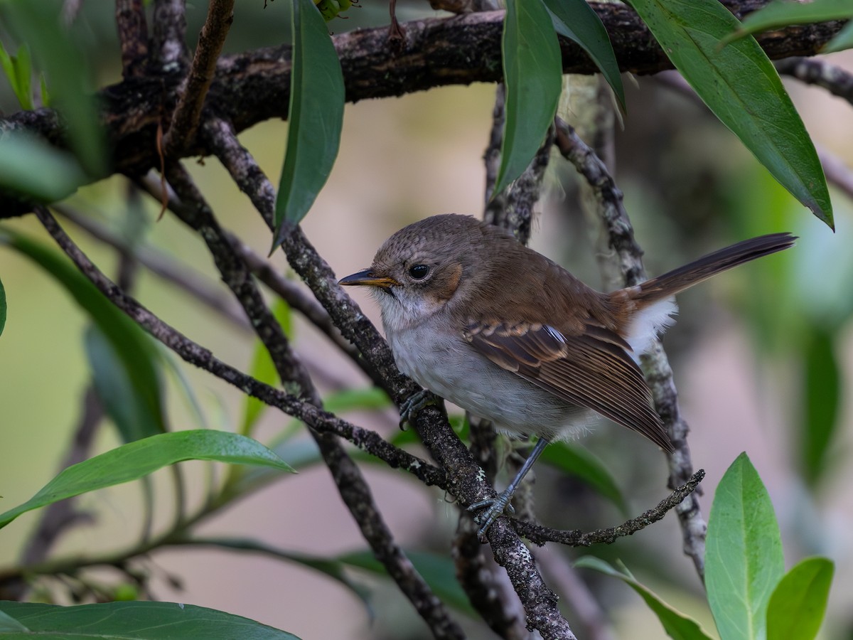 Hawaii Elepaio - ML626236505