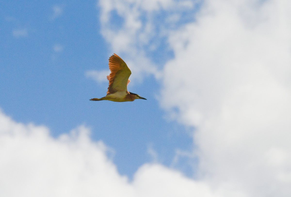 Nankeen Night Heron - ML626236508