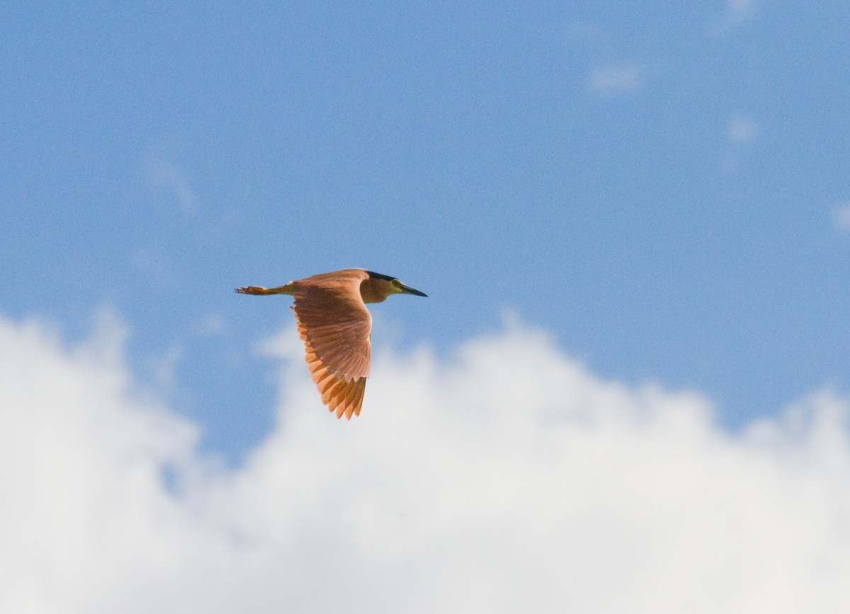 Nankeen Night Heron - ML626236515